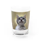 Vegeta_cat22の保護猫ベジータ　神 グラス前面