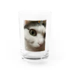 わが家の猫山さん。の猫山さん。はるがきた。 Water Glass :front