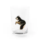 achahiの黒柴犬　ジョシーバ　癒し Water Glass :front