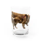 highly competitive dogs shopのバトル毛玉 Water Glass :front