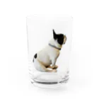 フレディのフレディ(ごはん待ち) Water Glass :front