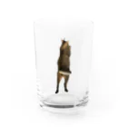 QDAのQAMALくん Water Glass :front