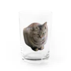 ミラくまの睨みを効かせた猫 グラス前面