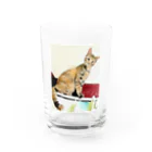 コハクのカーテンレールからニャンコ🐱 Water Glass :front