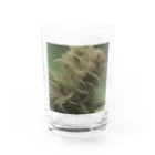 ハイライフコレクションズの42O-0091 フォトゥオーナインティワン Water Glass :front