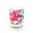 dandelionの紅梅 Water Glass :front