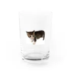マスターPの小さい猫　ツブちゃん Water Glass :front