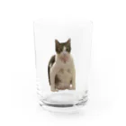 ちゃんかなの親知らずのニャンピョウ的なキューチ Water Glass :front