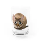 bitpiyoのねこちゃん Water Glass :front