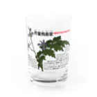 植物の絵師「洋子」の店のセリバヒエンソウ（薬草） Water Glass :front