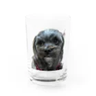 みたらし団子のふたたまちゃんの可愛いわんちゃん Water Glass :front