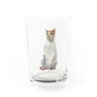 とらねこさんのねこのとらまるくん Water Glass :front