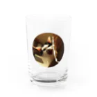 jenjenの強面のねこ　チビゴン　その1 Water Glass :front