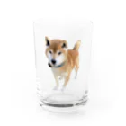 高速道路屋さんのツリ目犬 Water Glass :front