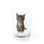 ちびえりshopの見つめる仔猫 Water Glass :front