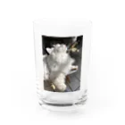 i-tooonの長毛猫の一種を紹介 Water Glass :front