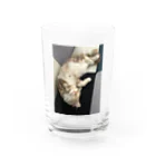 吾輩はベルである。ショップの福猫ベルちゃんの開運グッズ Water Glass :front