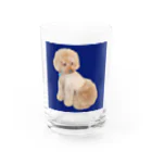 chiro2015のトイプードルのチロ君♂ Water Glass :front