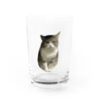 むっちり猫のむっちり丸の不機嫌な美猫 ミロ姫 Water Glass :front