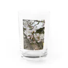 tksの春の顔サクラ Water Glass :front