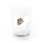 CaTsのふんわりネコ Water Glass :front