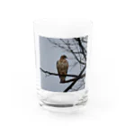 ganeshaの天候の変化に備えるタカ Water Glass :front