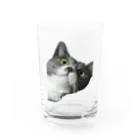 ねこねこねこねこのまままほちゃん Water Glass :front