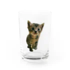 ﾈｺ•ﻌ•ﾈｺ•ﻌ•ﾈｺ•ﻌ•の幸せの幕開け〜こてつ②〜 Water Glass :front