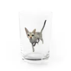 chihiroadsterのシンガプーラ Water Glass :front