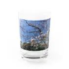 金色の闇「一松」@ﾏｼﾞﾜｯﾁｬなのんの桜が散る頃に Water Glass :front