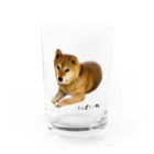 柴犬しばわんこhana873の伏せ？してる柴犬さん Water Glass :front