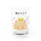 miu8080の歯のつくり Water Glass :front