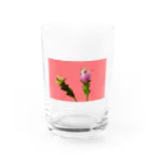 CALAKUEN(SOIL)のCurcuma alismatifolia -pink Water Glass :front