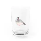 tomocoの桜文鳥 Water Glass :front