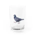 行方不明のドバトが見つかったの行方不明のドバト_鳩 Water Glass :front