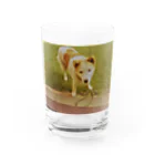 えっちゃんのミックス犬　エリフ Water Glass :front