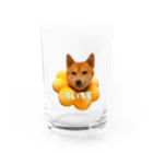 xxxxの柴犬のういろう Water Glass :front