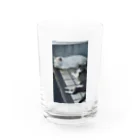 ナスボの野生の猫 Water Glass :front