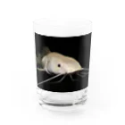 ツボちんのアルビノレッドテールキャット Water Glass :front