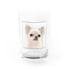 stellaforte_kyotoのシュールまるたろう（看板犬） Water Glass :front