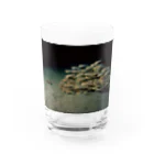 龍舞堂のゴンズイ Water Glass :front