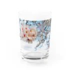 Tio Heartilの満開の桜 Water Glass :front