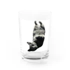 昭和猫の逆さ猫 Water Glass :front