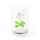 理系アイテムや生き物のお店のシロイヌナズナ Water Glass :front