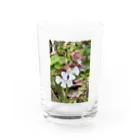 yotarosuzuriのお庭のお花ちゃんエビネ Water Glass :front