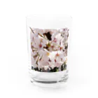 れなの桜・さくら・サクラ Water Glass :front