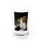 Makiartの犬のふとしたまなざし Water Glass :front