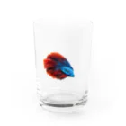 mahoの青ベタちゃん Water Glass :front