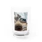 チワワ＆ビショプーの全力じゃれっこ Water Glass :front