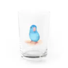 まめるりはことりのブルーマメルリハ【まめるりはことり】 Water Glass :front